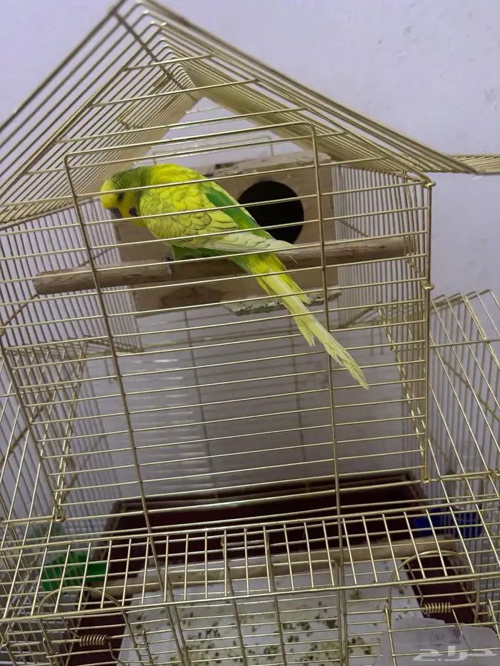 طيور الحب بادجى و روز للبيع 12