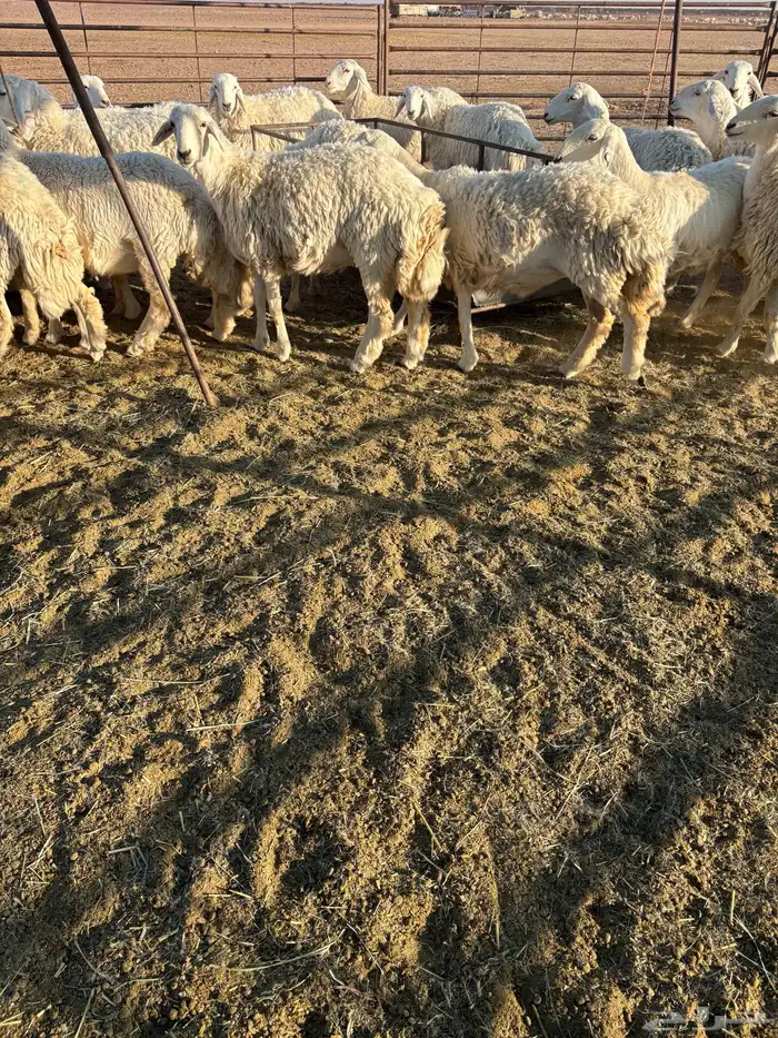 رخال للبيع 2