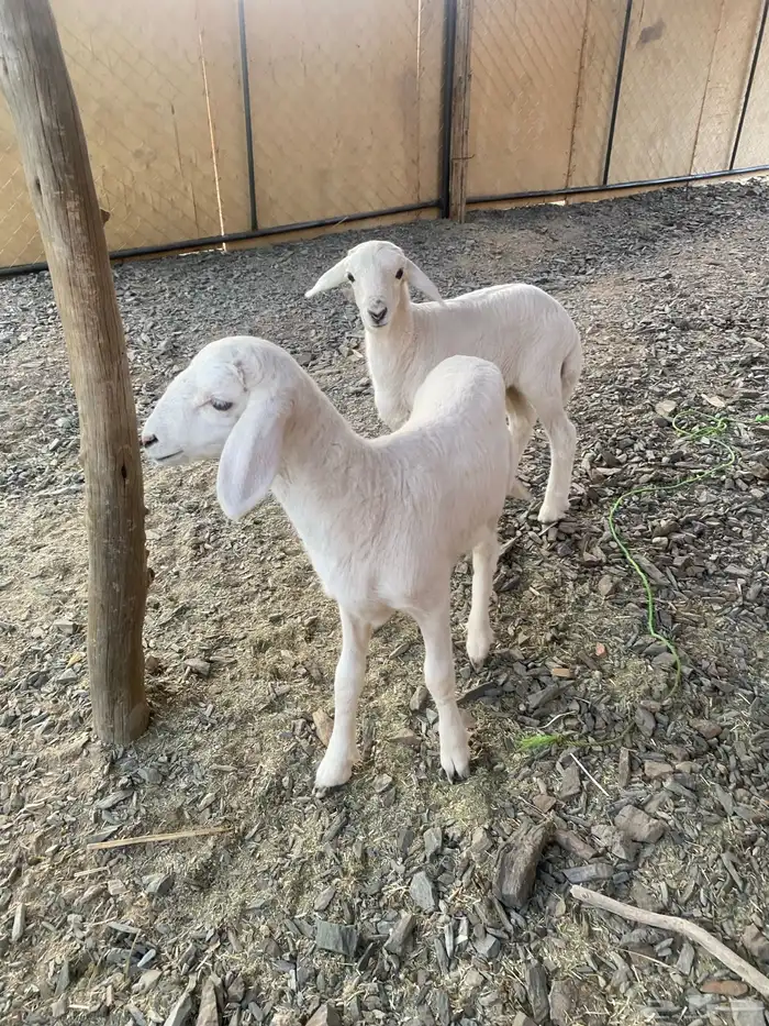 طلين زبده مضبي 2