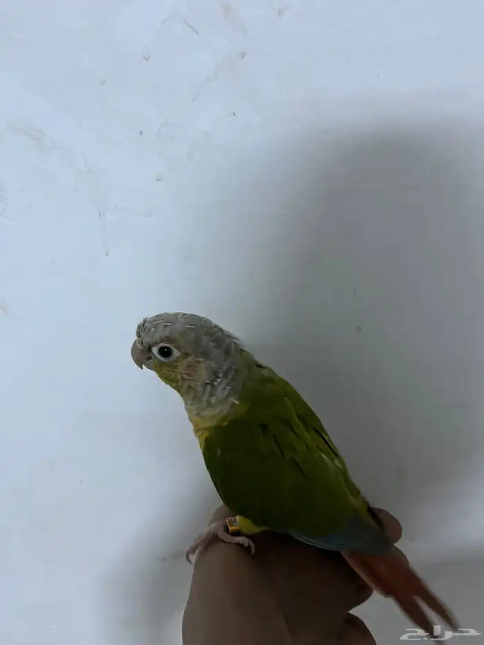 كنيور أليف 1