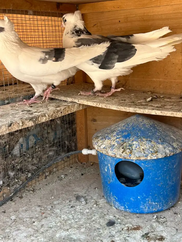 حمام قطيفي للبيع 10