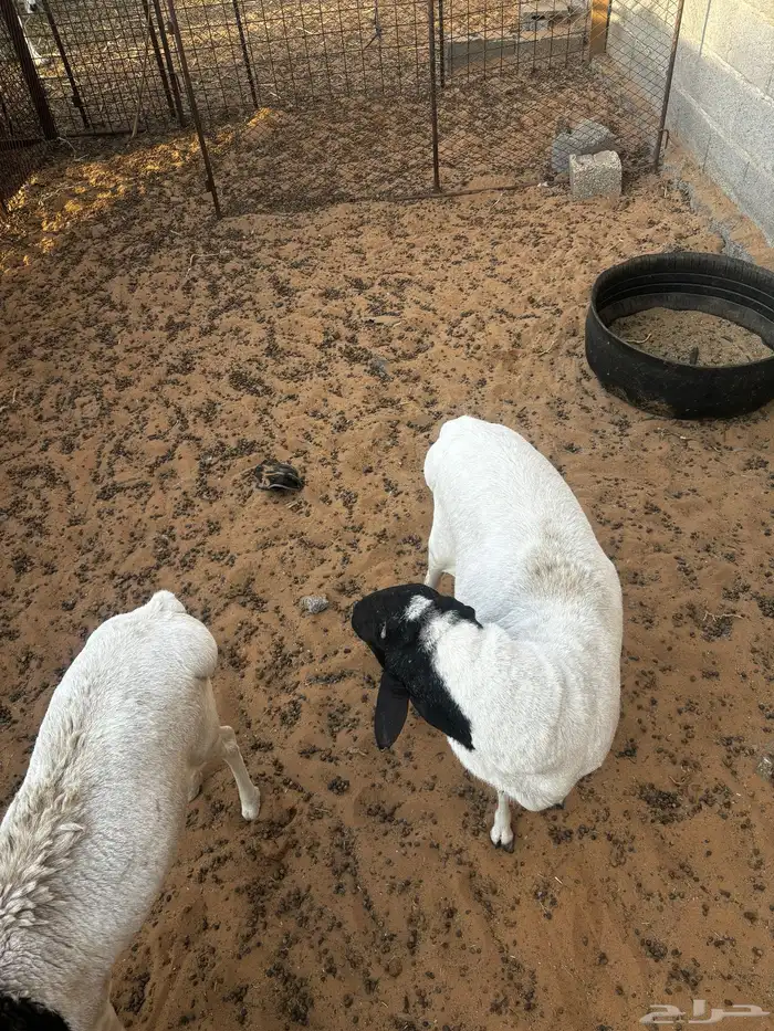 برابر للبييع 3