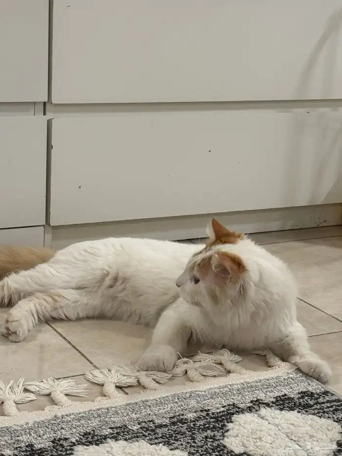 قط شيرازي ذكر معقم للتبني 2