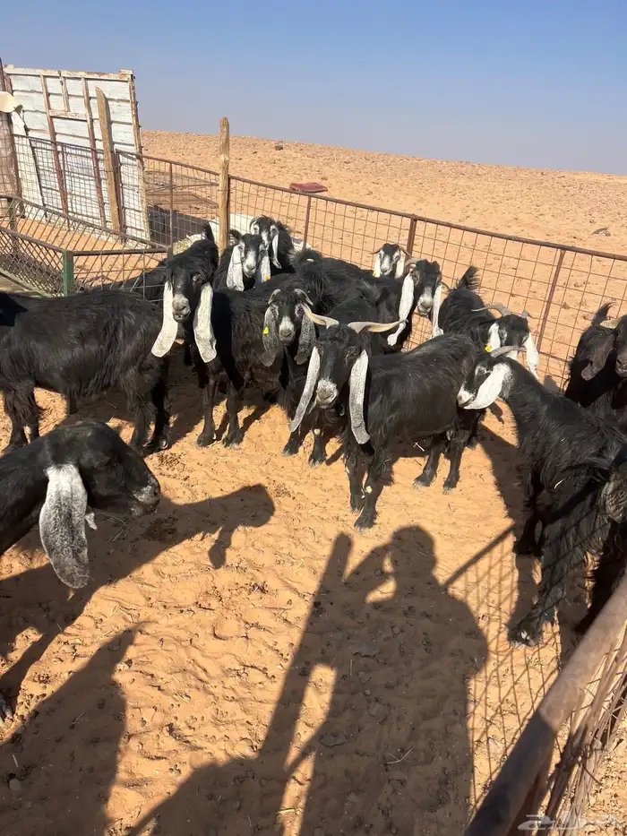 معزا مولده للبيع 0