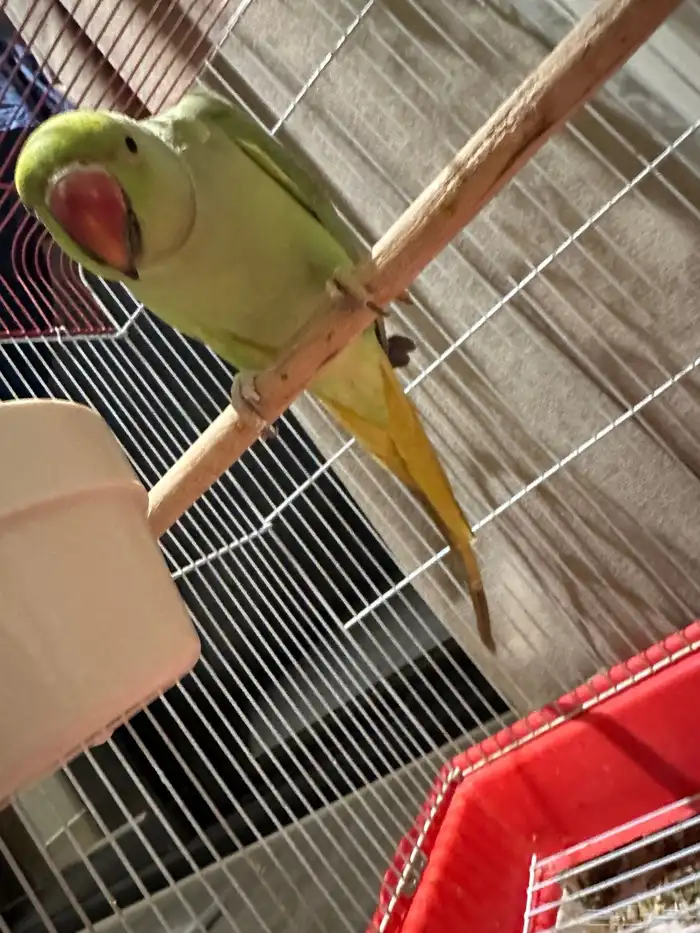 ببغاء الدرة 3