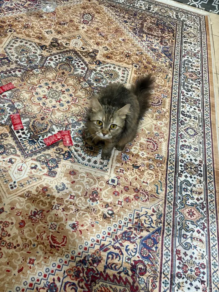 وجدت قطه ضائعه شمال جيزان 4