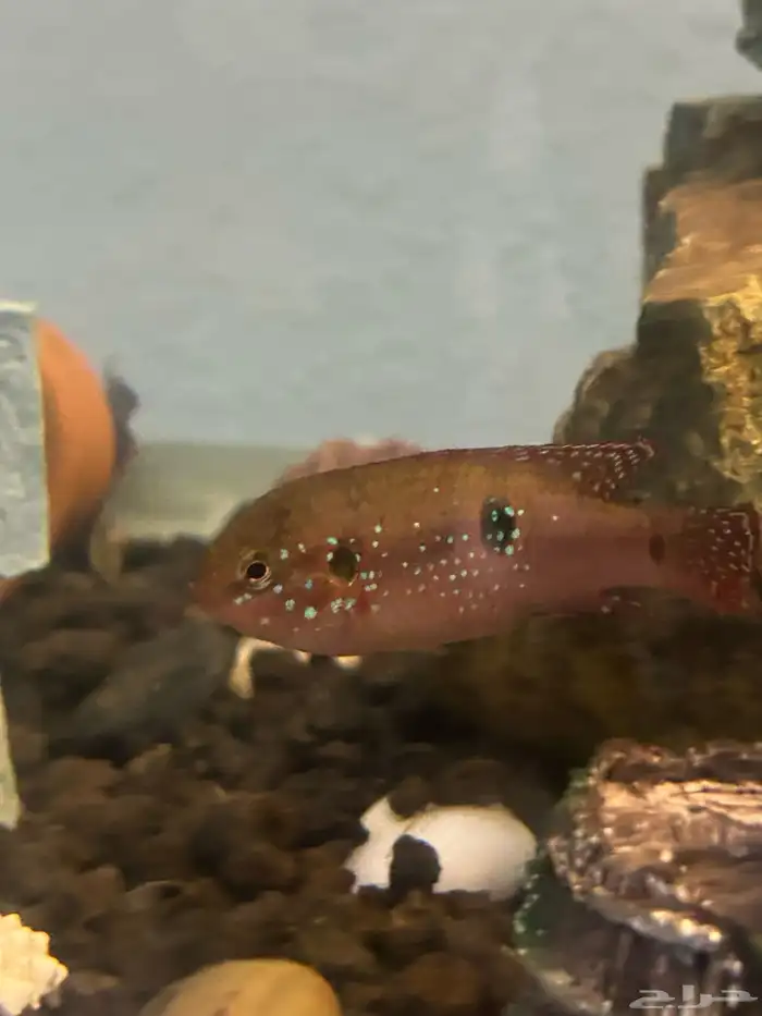 سمكة الريد جويل زوجين 0