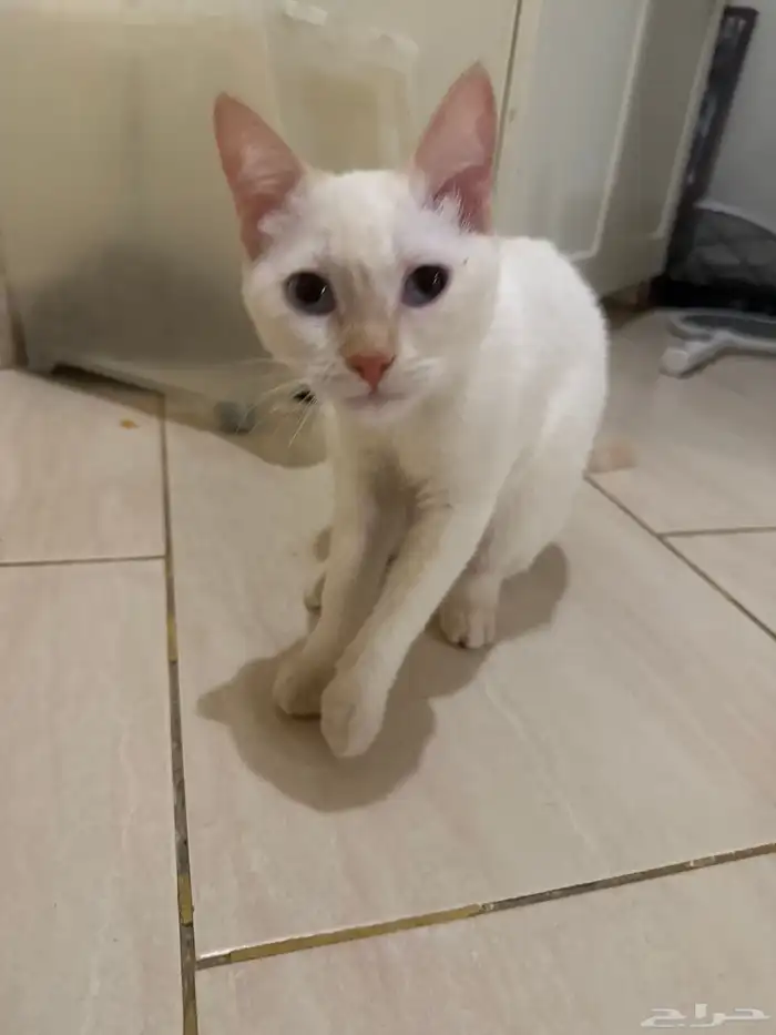 قطط للتبني ذكر وانثنين 3