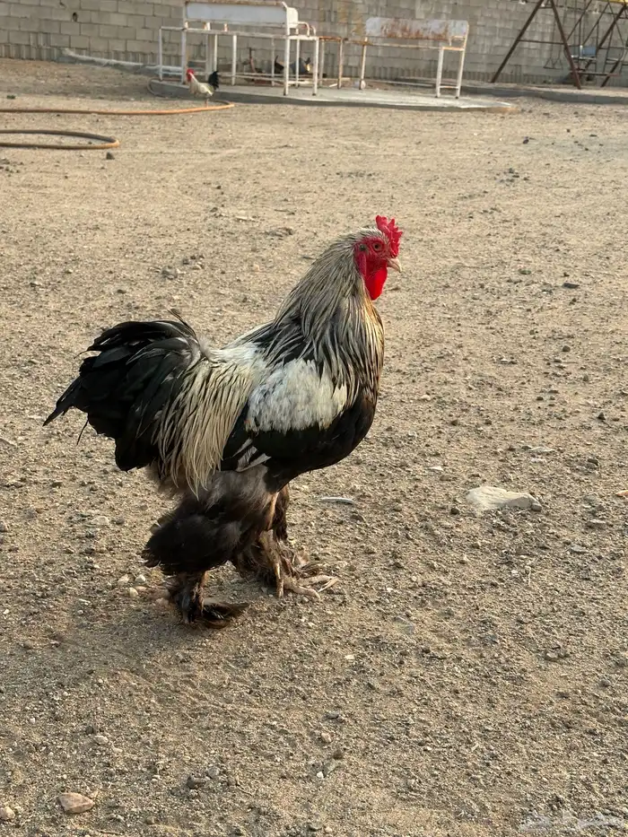 طقم دجاج براهما وديك 1