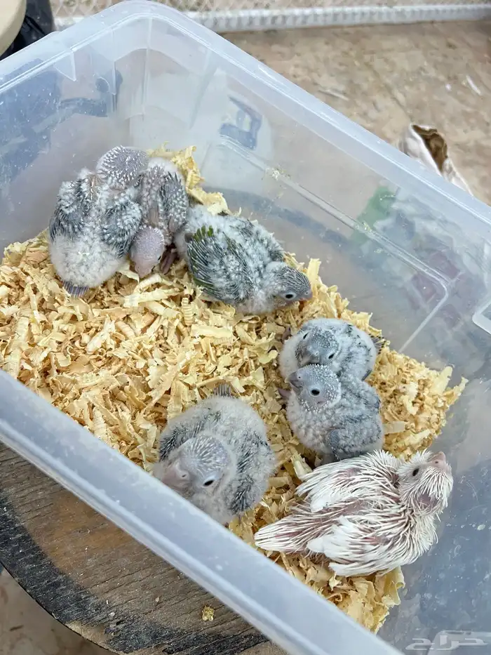 كنيورات وكروان البينو تقبل الغر وحجمها تب 2