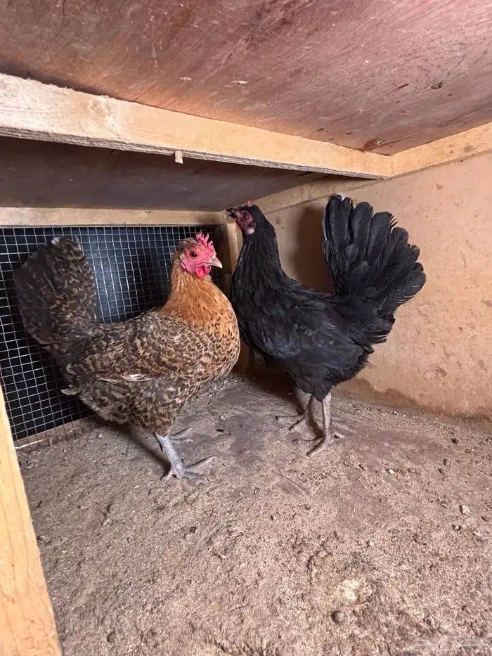 للبيع دجاج 3