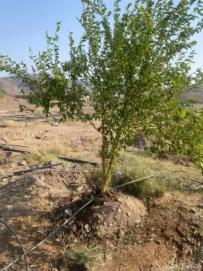 اشجار ليمون بن زهير مثمره عمرخمس سنوات مقلوعه في كيس زراعي 5