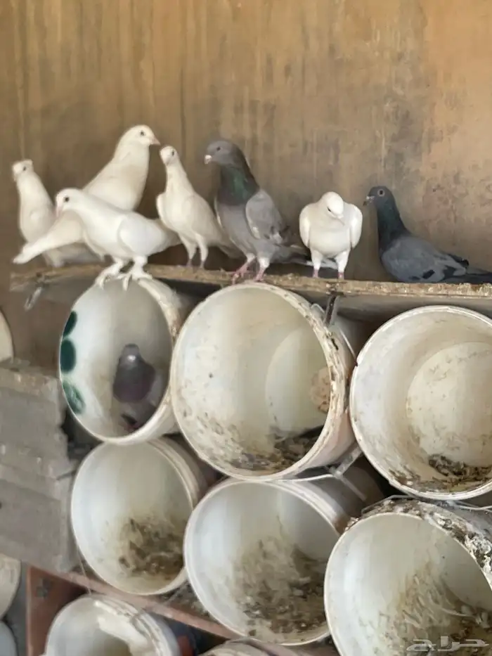 حمام للبيع زاجل وفرنسي حوالي 75جوز يزيد اوينقص 85 منتج 0