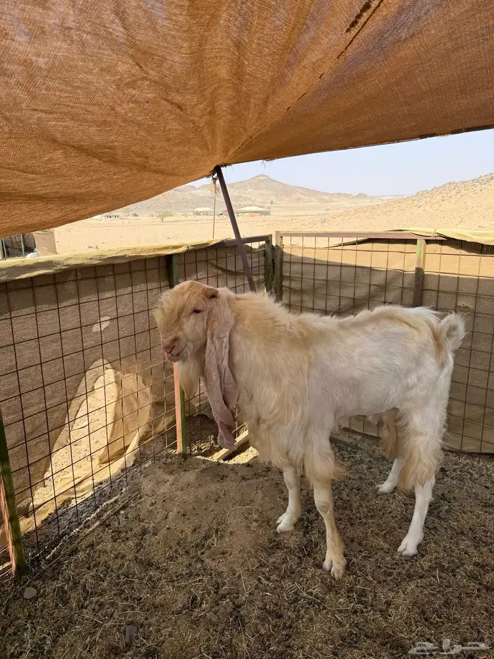 للبيع تيس فحل هولندي مشروط 6