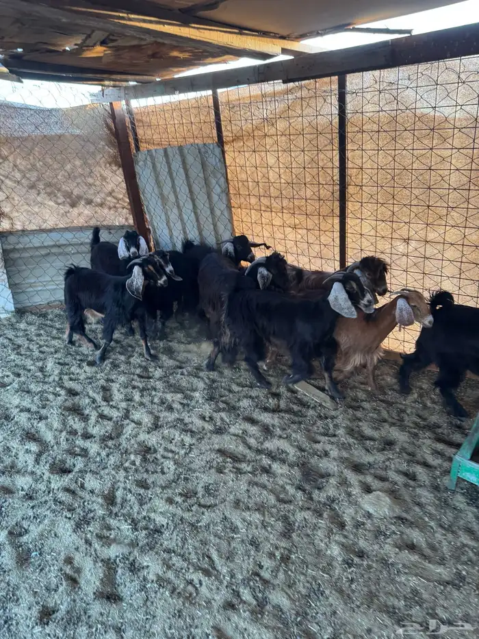 السلام عليكم ورحمة الله وبركاته 3