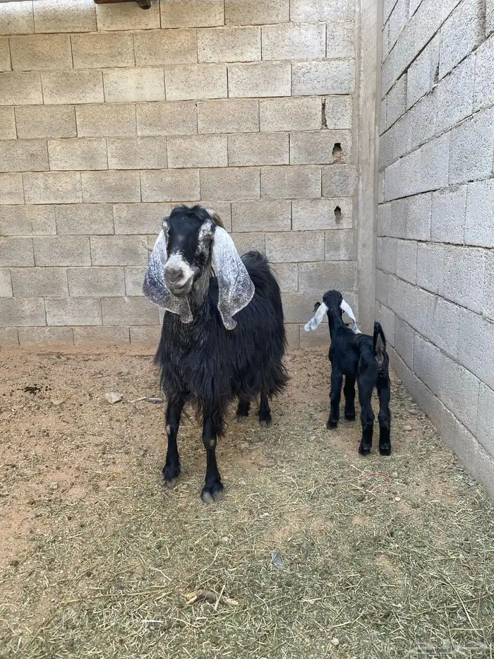 للبيع عنز معها بنتها 5