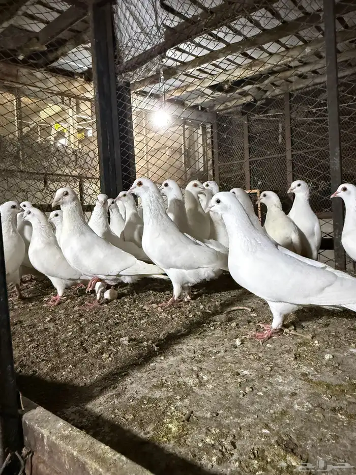 حمام  فرنسي 0