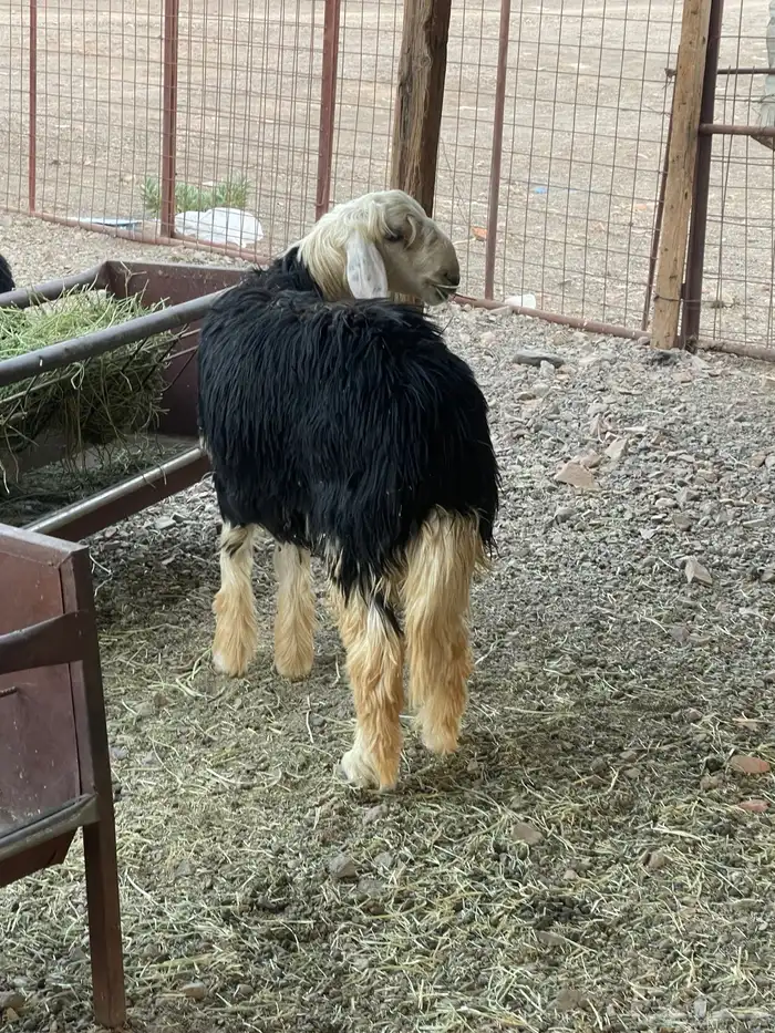 طليان نجد جبره 0