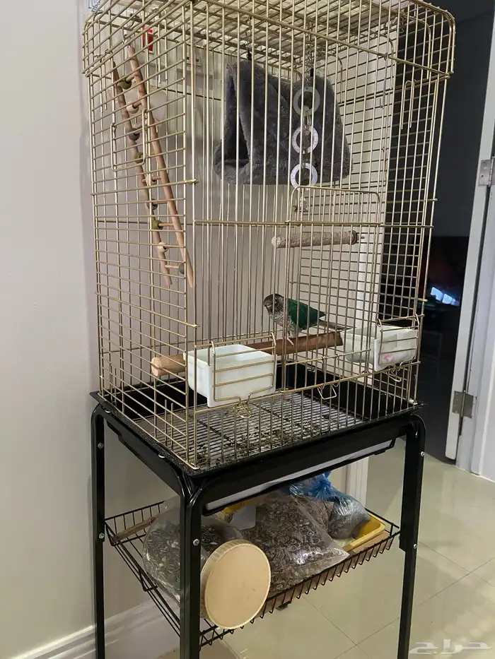 ببغاء كنيور 2