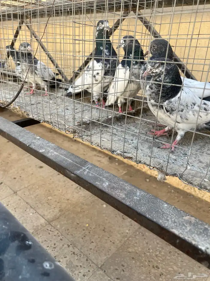 جوز باكستاني معه اربع طبات 3