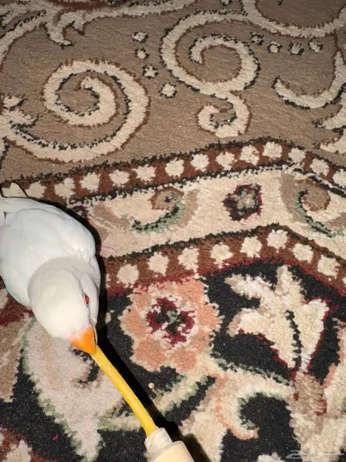 فرخ روز البينو ابيض وعيون حمر 2