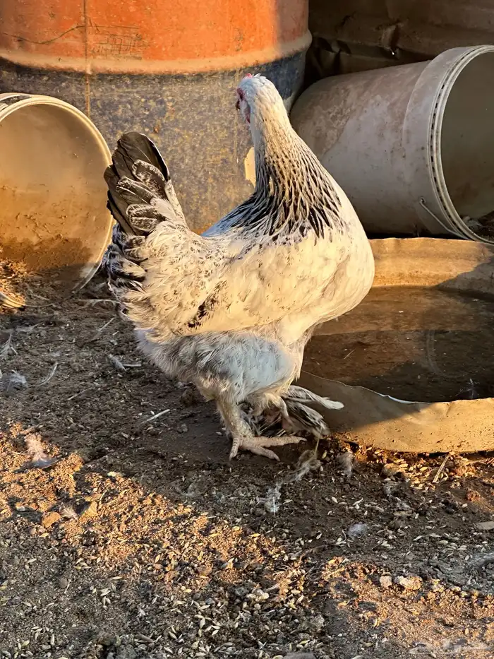 طقم دجاج براهما وديك 5