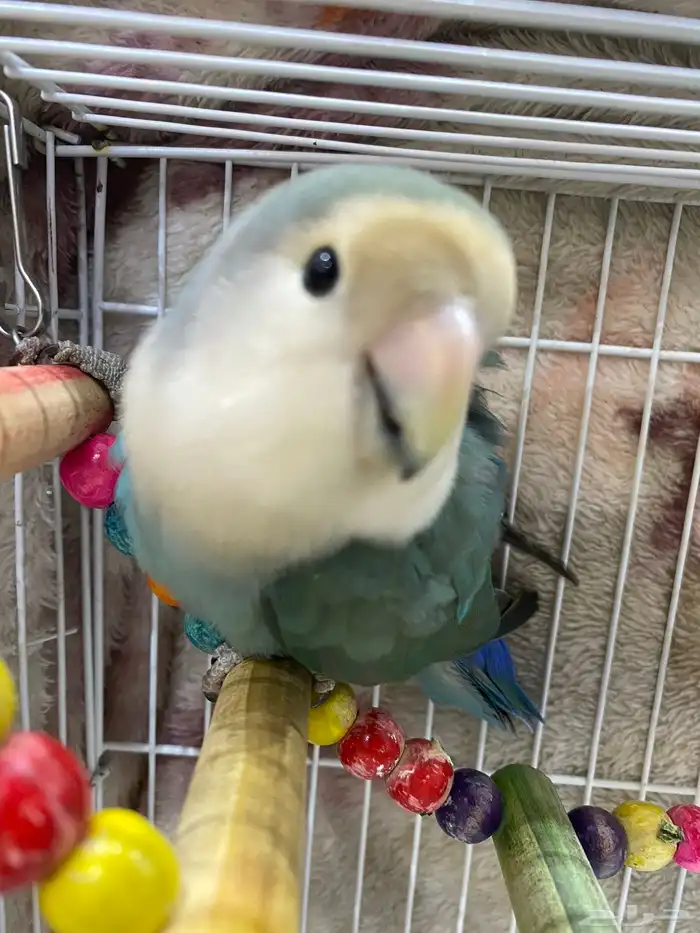 روز أليف علا السوم التواصل واتساب 0