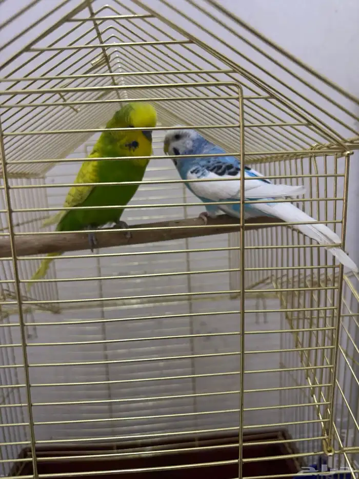 طيور الحب بادجى و روز للبيع 17