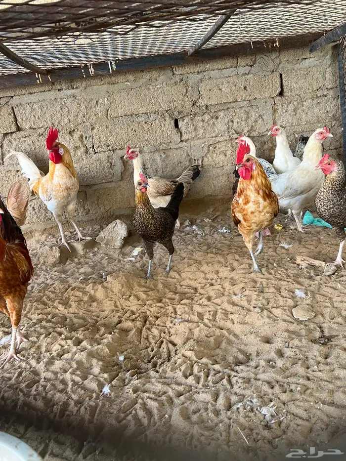 دجاج بلدي 2