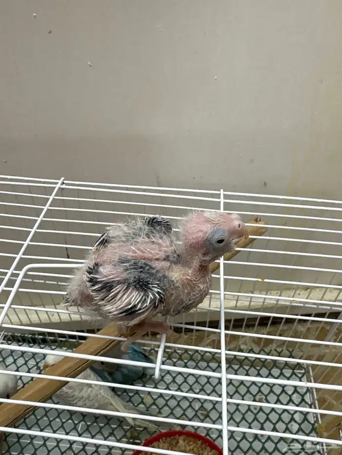 فروخ تحت الغر 3