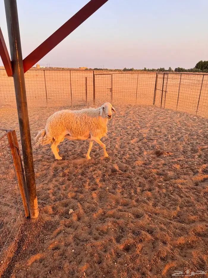 فحل حري للبيع مشروط 2