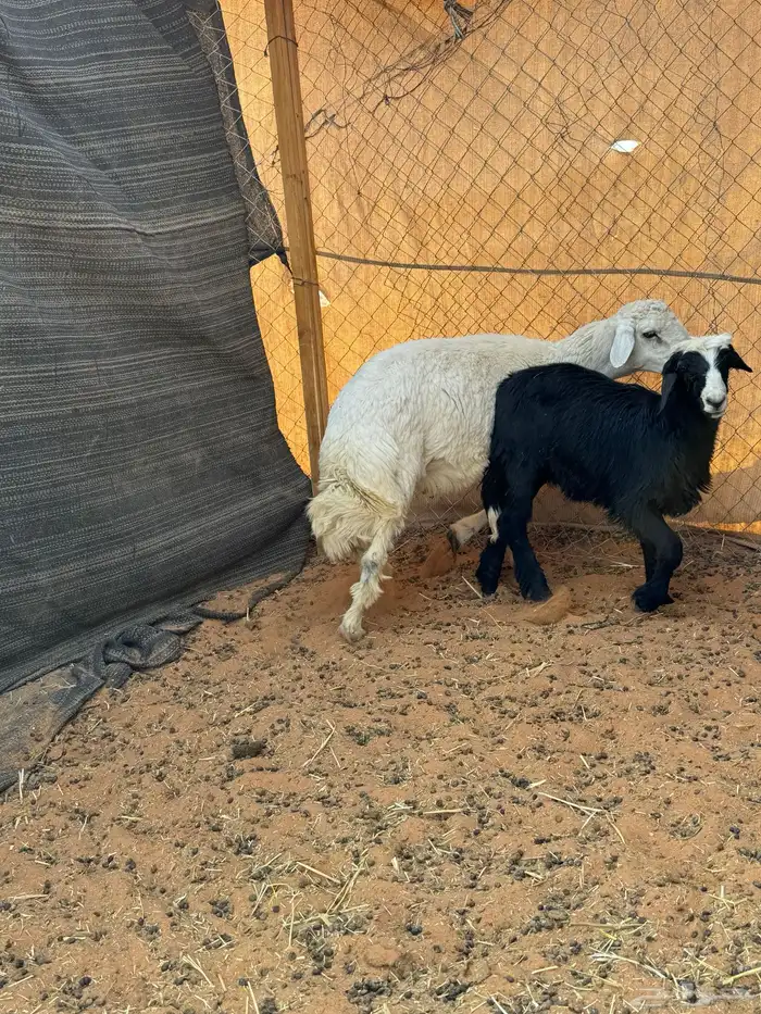 حري ونجديه 2