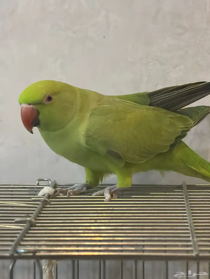 بغبغاء ذرة هندي 0