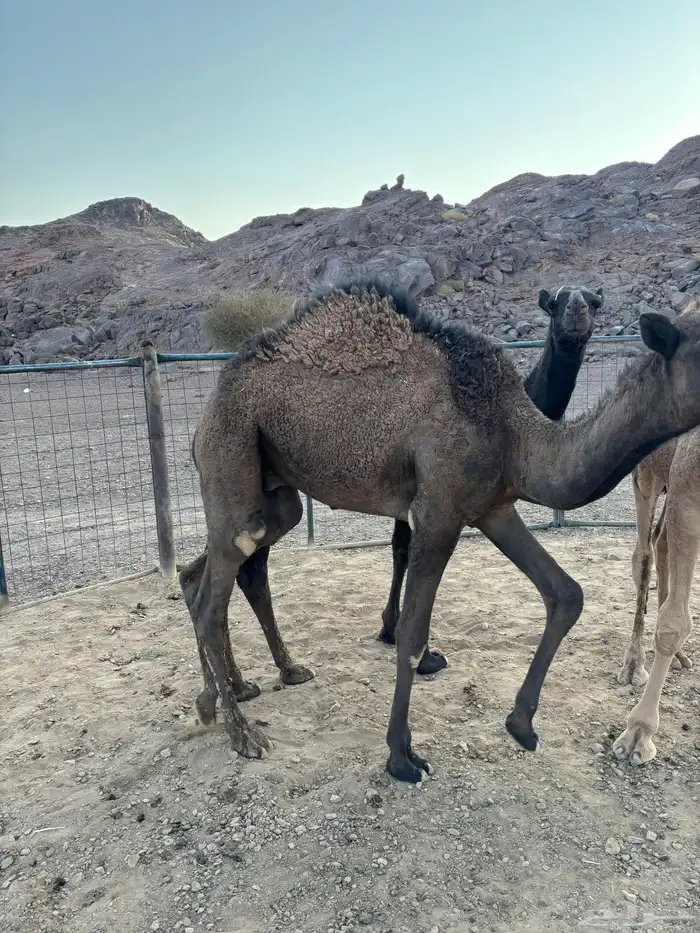 قعدان للبيع 3