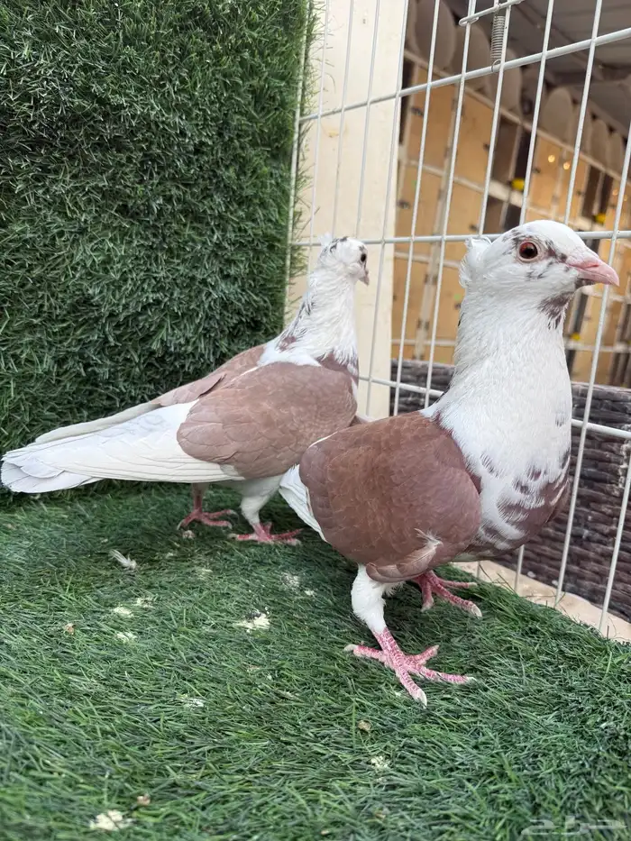 للبيع جوزين زاجل سوبر جامبو اصفر و احمر 4