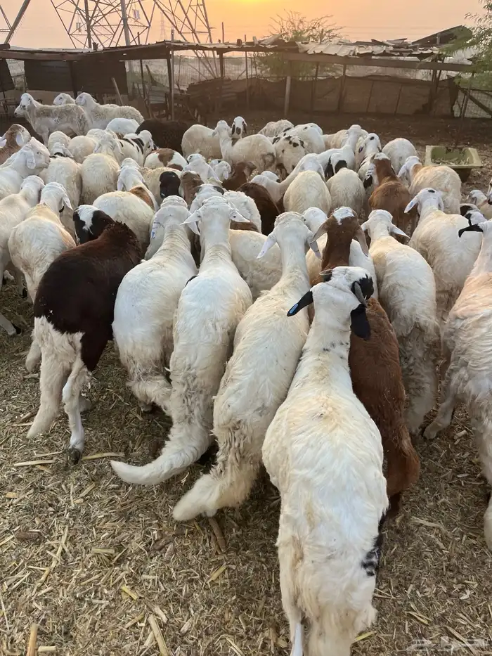 سواكن تربيه 3