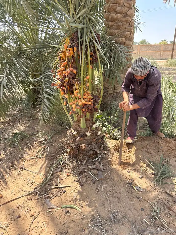 نخيل مثمر للبيع يتوفر توصيل وزراعه 6