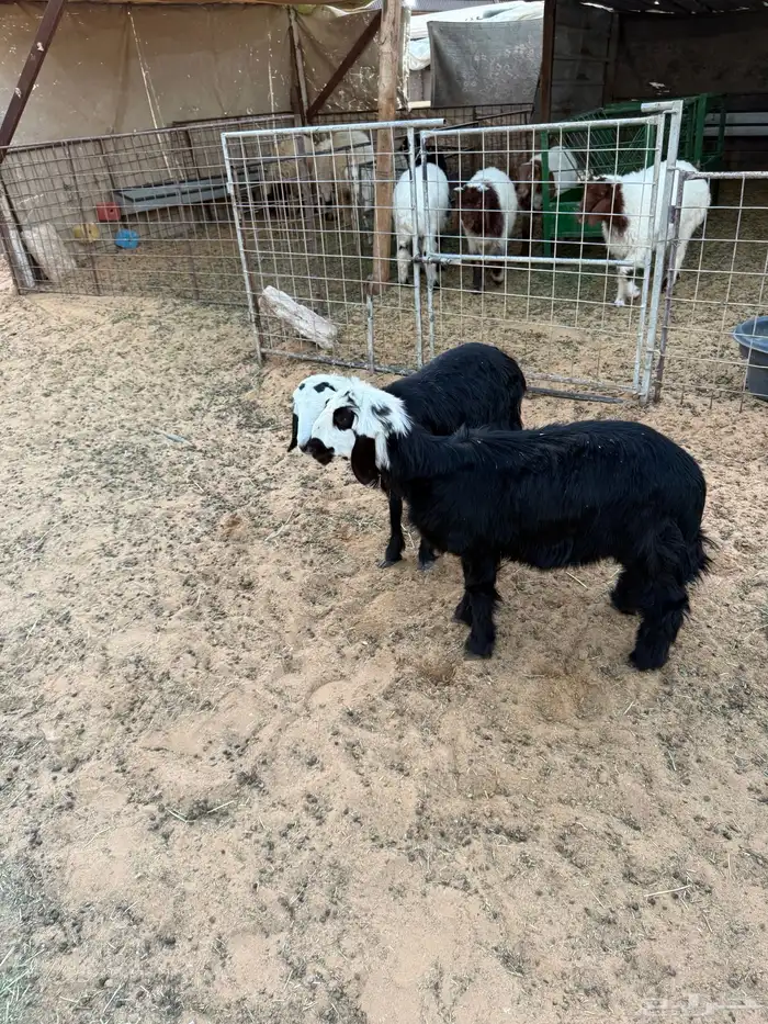 بهم خروف رخل 3