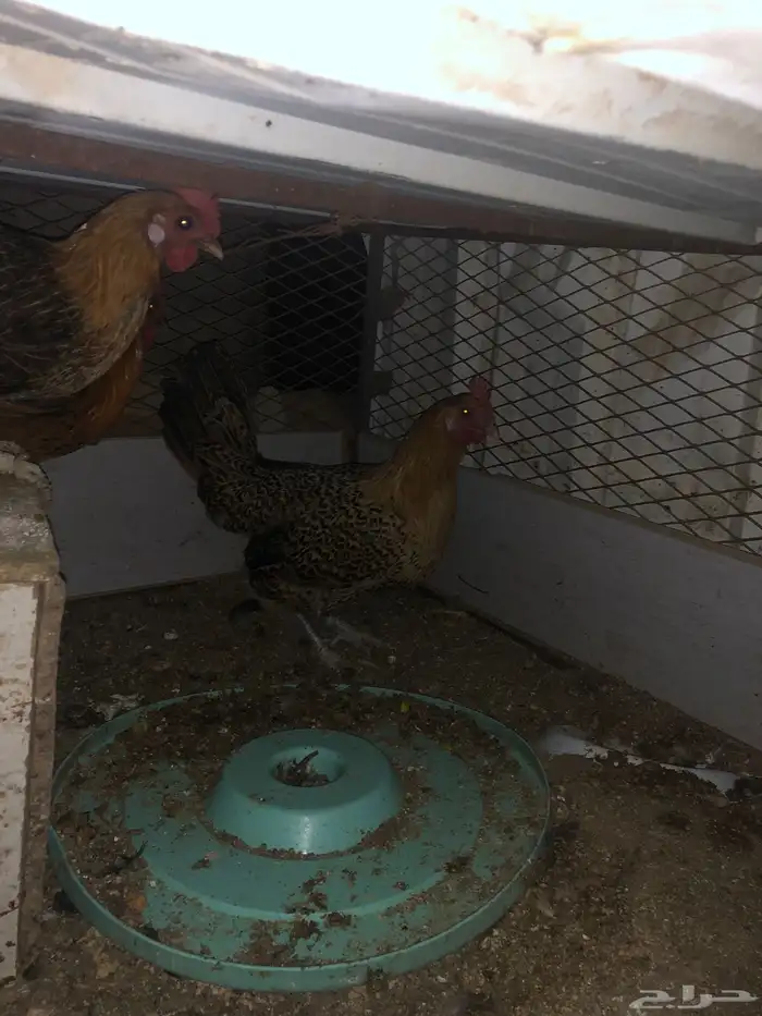 دجاج بلدي تم البيع 0