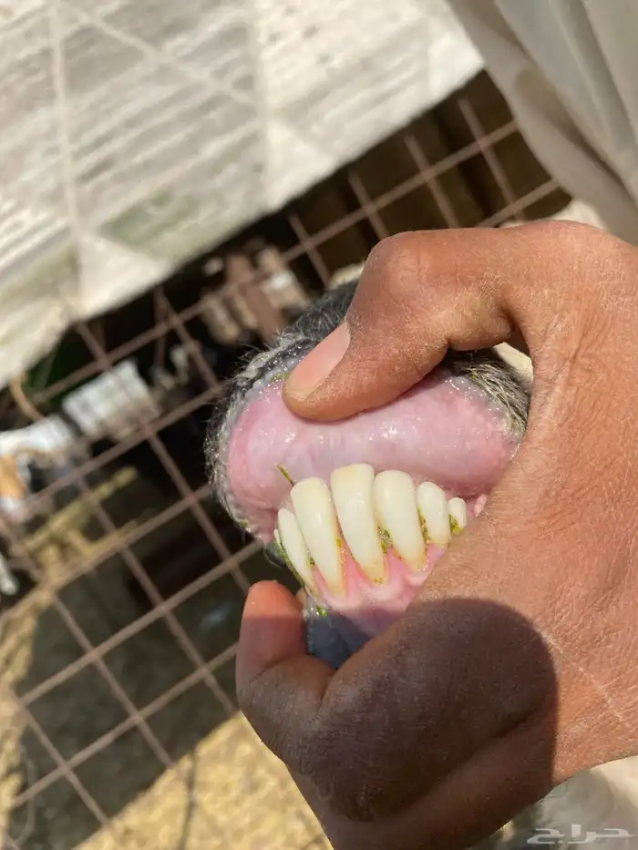 نعجه نجديه صنف الصنف والد تحتها ثنين طليان 20