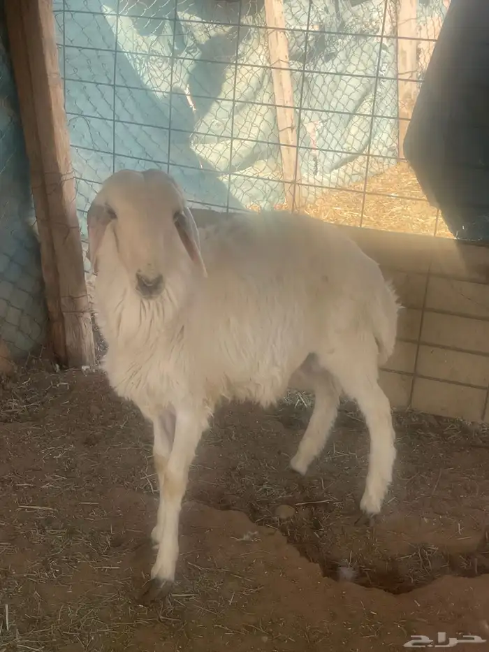 ذبيحه خروف 0