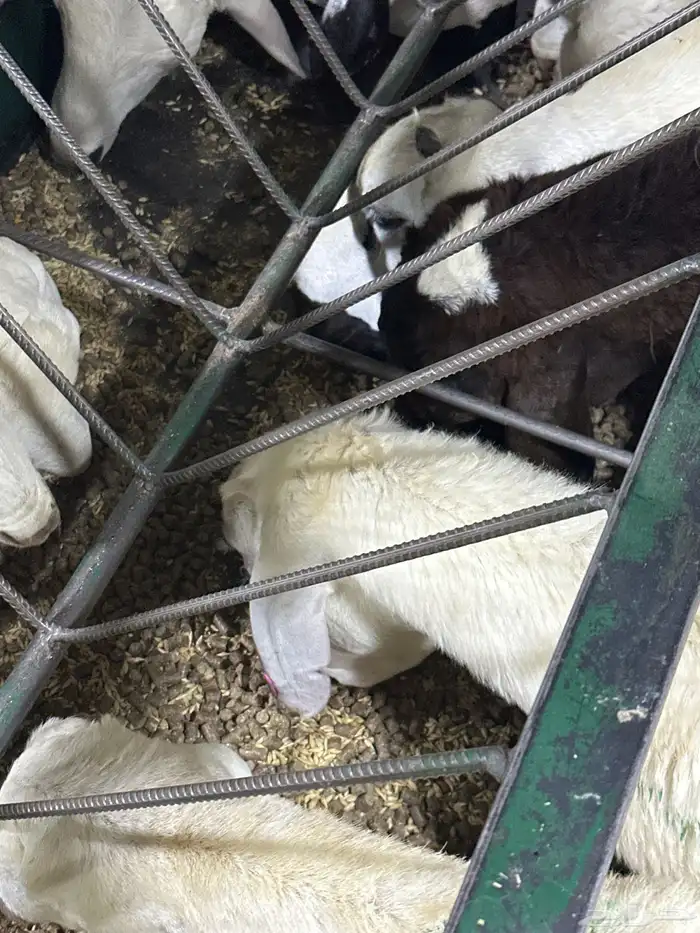 سوكني دمازين ابيض شبيه الحري مربي 2شهرين 1