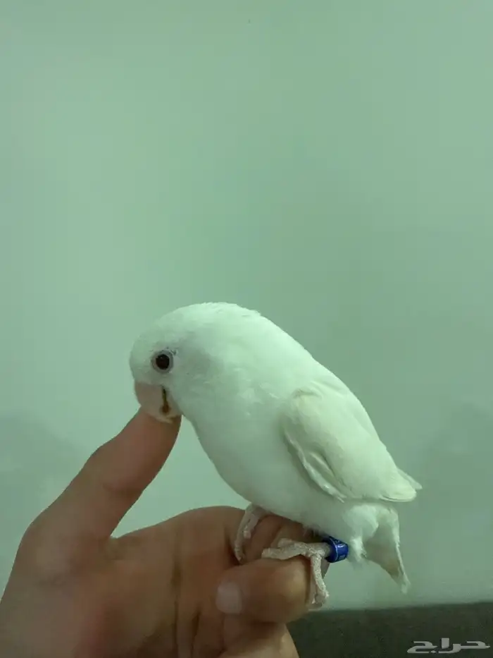 طير روز البينو 0