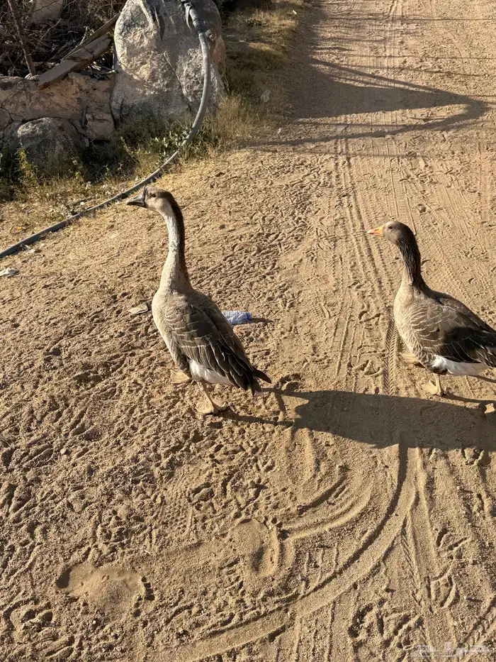 وز للبيع ودجاجة رومي 3