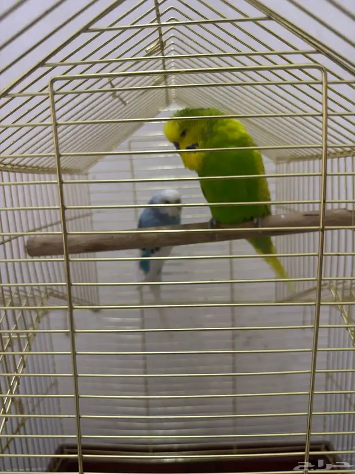 طيور الحب بادجى و روز للبيع 21