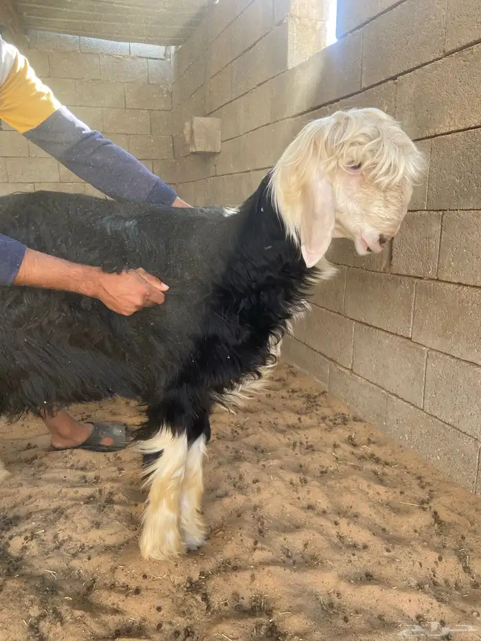 طلي نجدي صنف مشروع فحل 0