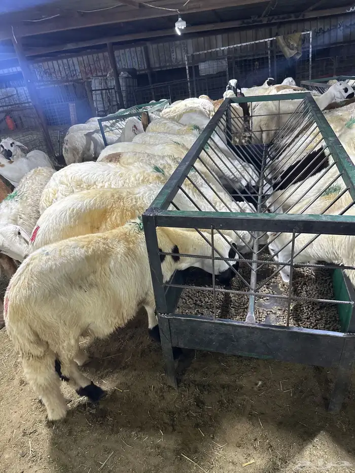 سوكني دمازين ابيض شبيه الحري مربي 2شهرين 0