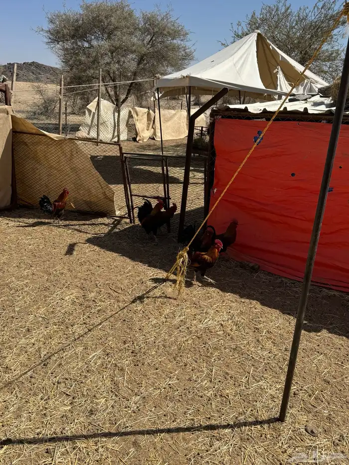 ديك ديكه للبيع طيبه نظيفه العدد 5 3