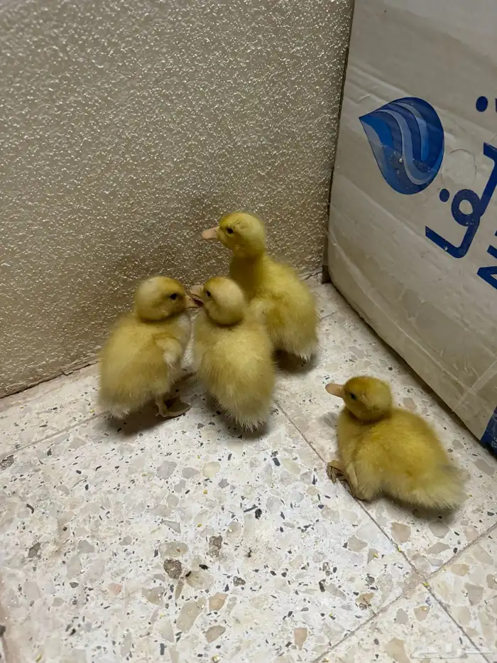 كتكوت بط كتاكيت وز 6