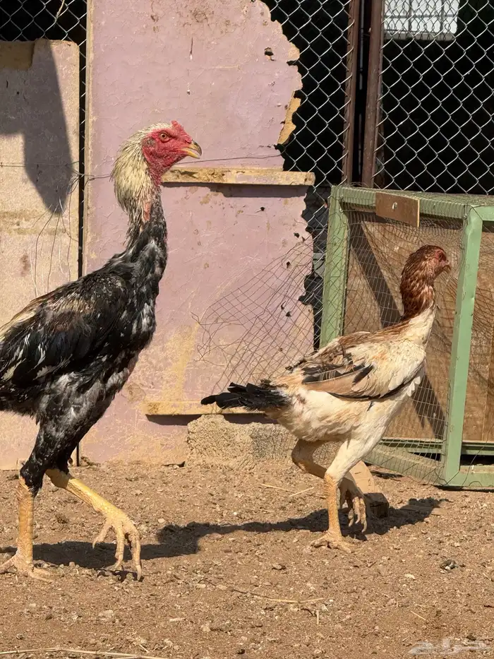 دجاج شامو ياباني 13